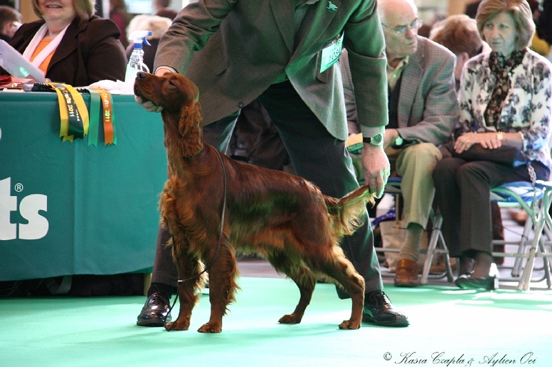 Crufts2011 106.jpg